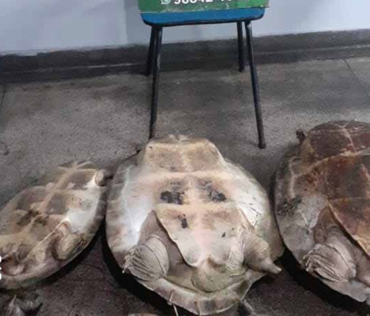 Quelônios são apreendidos em embarcação no Porto da Manaus Moderna