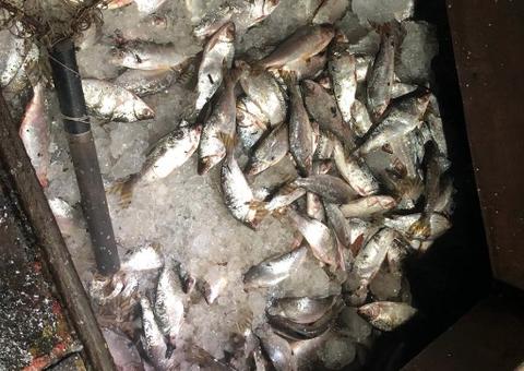 Três toneladas de pescado ilegal são apreendidas na Feira da Panair em Manaus