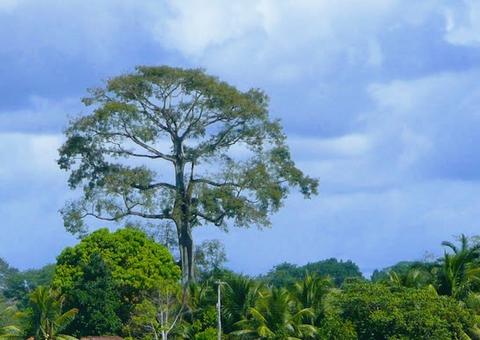 Modelo que compensa Amazonas por preservar floresta capta recursos na Europa