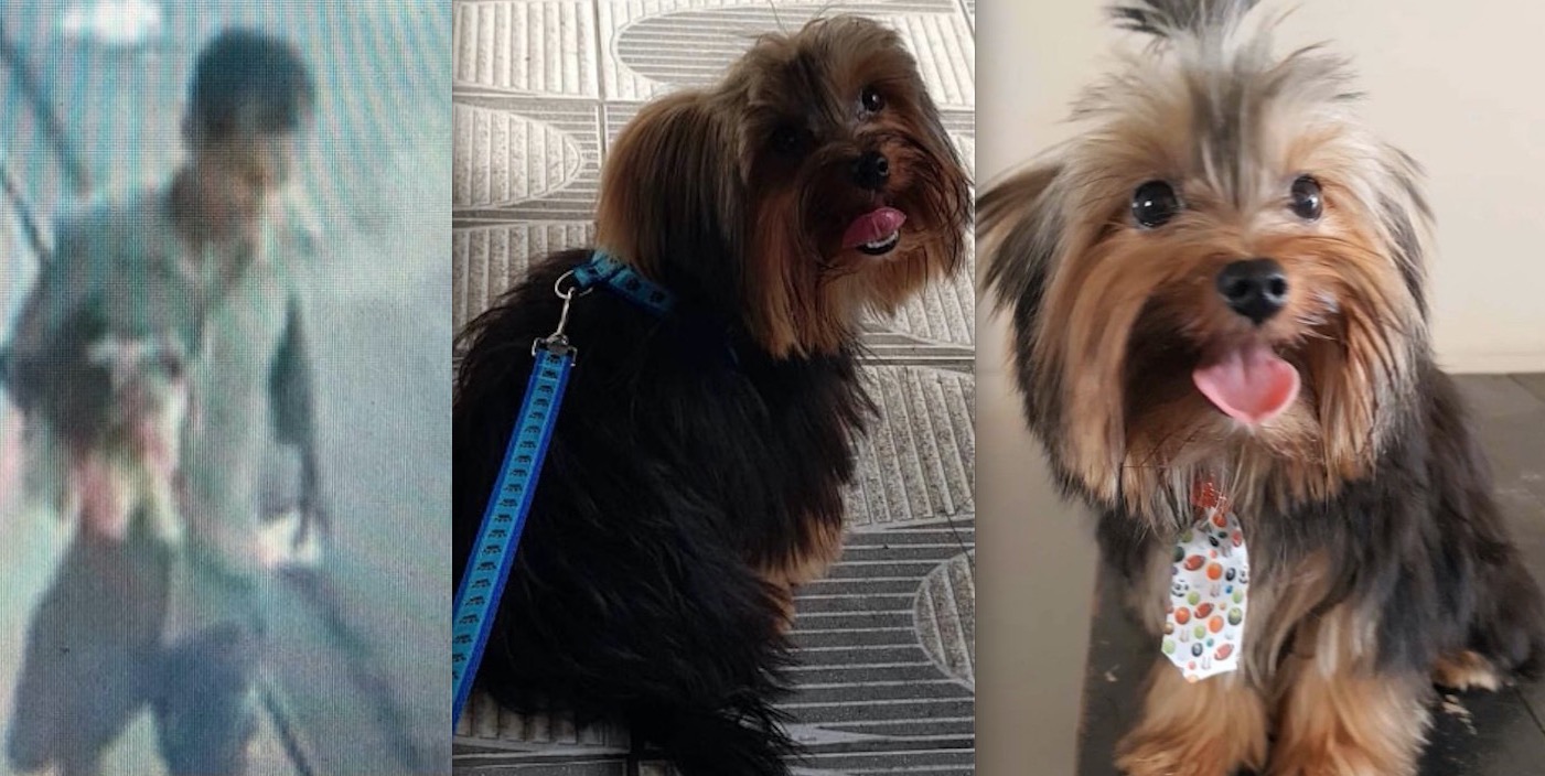 Vídeo mostra homem sequestrando cachorro em Manaus e família se desespera 