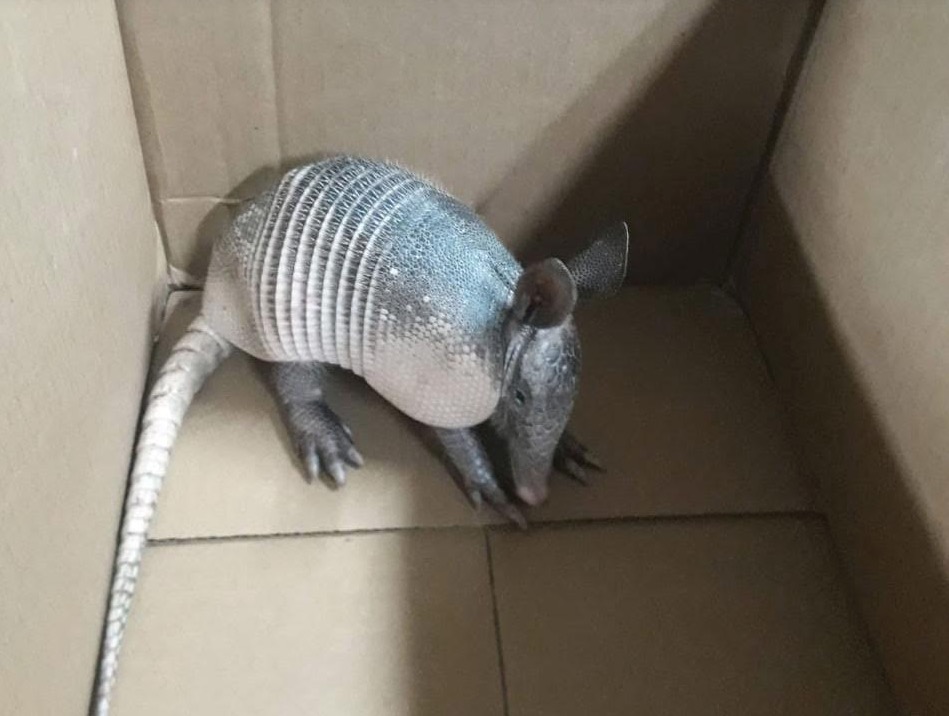 Em Manaus, Batalhão Ambiental resgata tatu-bola mantido em cativeiro