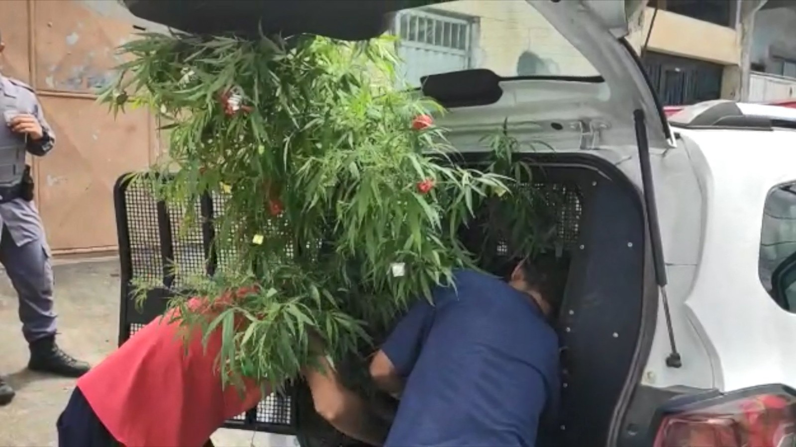 Polícia apreende pé de maconha com enfeites de Natal 