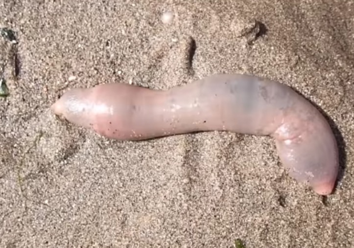 Vermes pênis invadem praia e quebram internet como assunto mais comentado
