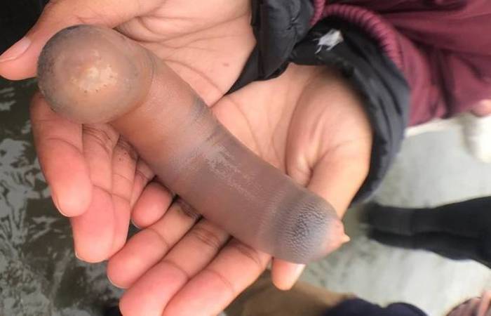 Peixe com formato de pênis causa euforia em praia turística