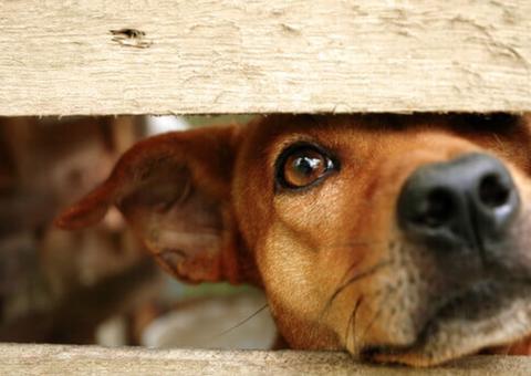 Comissão analisa projeto que aumenta pena para maus-tratos a animais