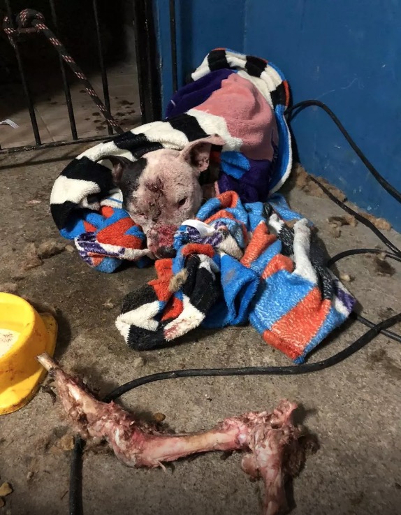 Churrasco de cachorro oferecido em rinha também era consumido por outros cães