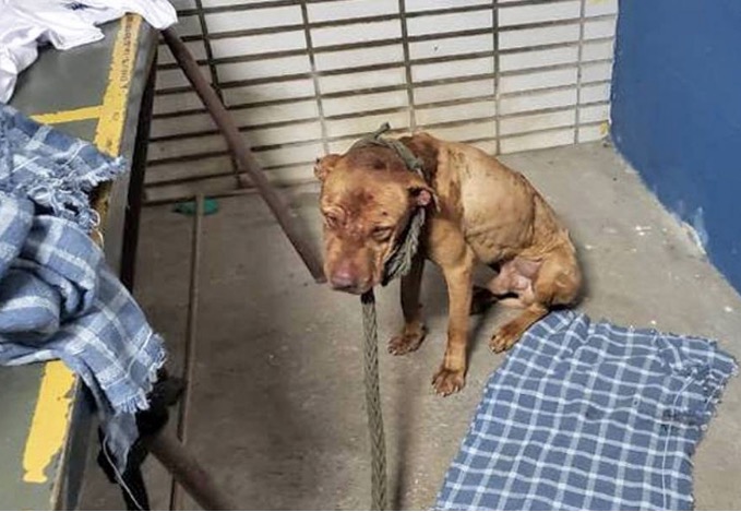 Quem praticar maus-tratos contra animais pode ser multado em até R$ 4 mil em Manaus 