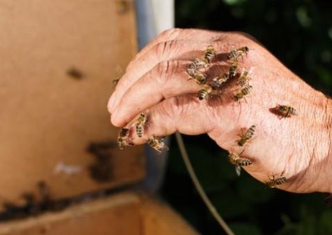 Idoso morre ao ser atacado por abelhas no enterro do próprio filho