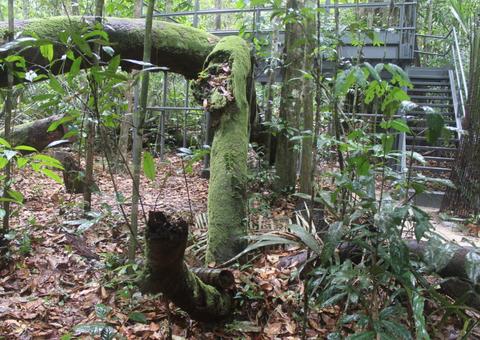 No Museu da Amazônia, angelim-pedra vira atração turística em Manaus