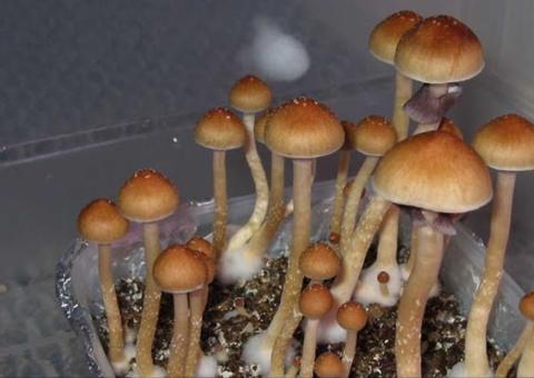 Estudo avalia uso de cogumelos alucinógenos contra depressão
