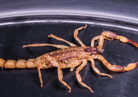 Menino que sofreu picada de escorpião morre em hospital de Franca