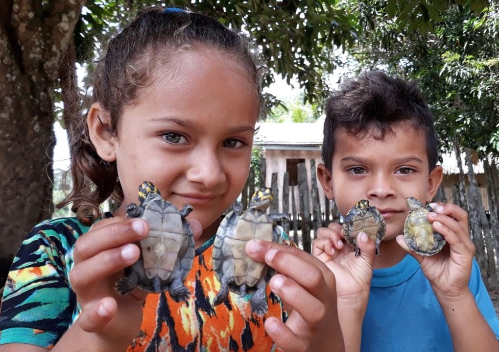 Mais de 2 mil quelônios são soltos em rio no Amazonas