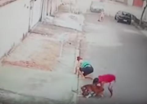Vídeo chocante mostra pitbull atacando criança de 5 anos no meio da rua 