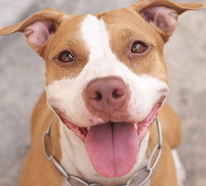 Falso veterinário é preso no momento em que iria cortar orelha de pitbull