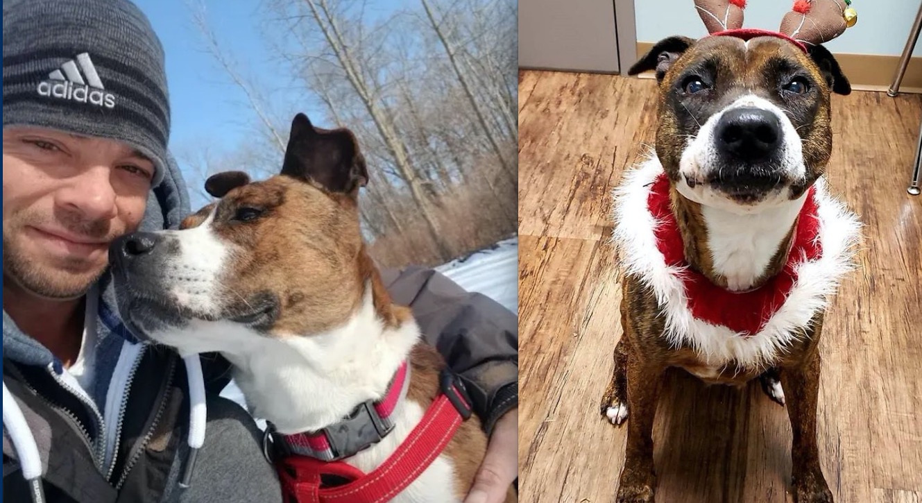 Cadela é adotada após dois anos de espera e recebe homenagem em abrigo