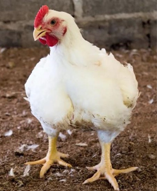 Você já viu um Chester vivo? Confira curiosidades sobre o bicho