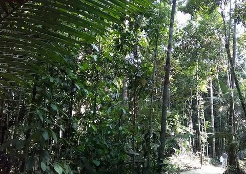 Serviços ambientais no Amazonas são projetados em US$ 102 milhões