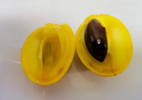 Fruto da Amazônia, caramuri é nutritivo e tem poderes medicinais, diz estudo