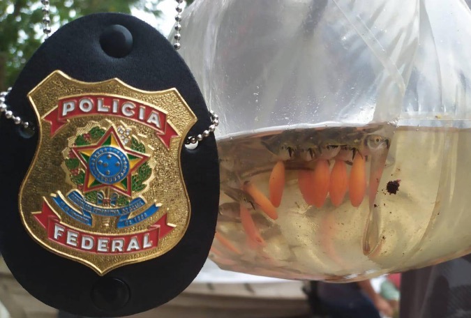 Polícia Federal prende dupla com 10 mil peixes ornamentais no Amazonas 