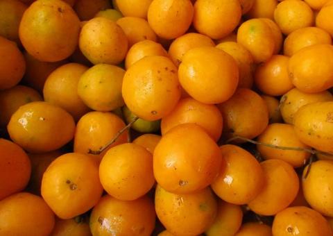 Taperebá é rica em vitamina C e reduz colesterol ruim; saiba mais