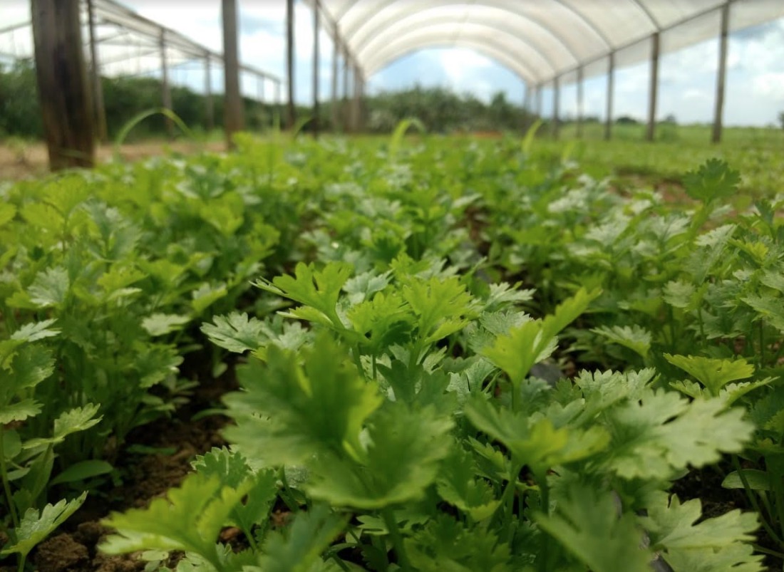 Programa de Regionalização da Merenda Escolar estipula piso mínimo de R$ 400 mil no Amazonas