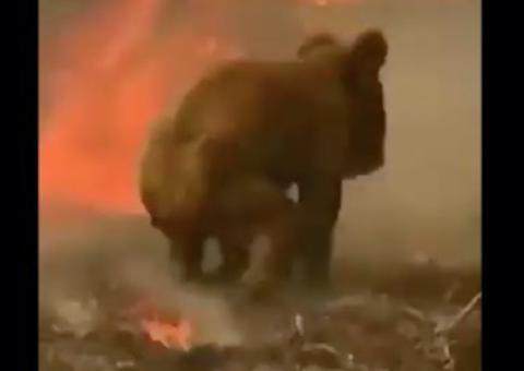 480 milhões de animais e 17 pessoas morrem em incêndio sem previsão de fim na Austrália