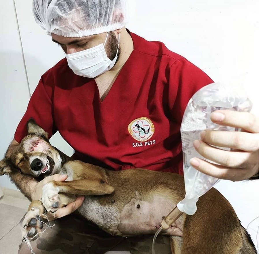 Cadela perde olho após ser atropelada na noite de Ano Novo em Manaus 