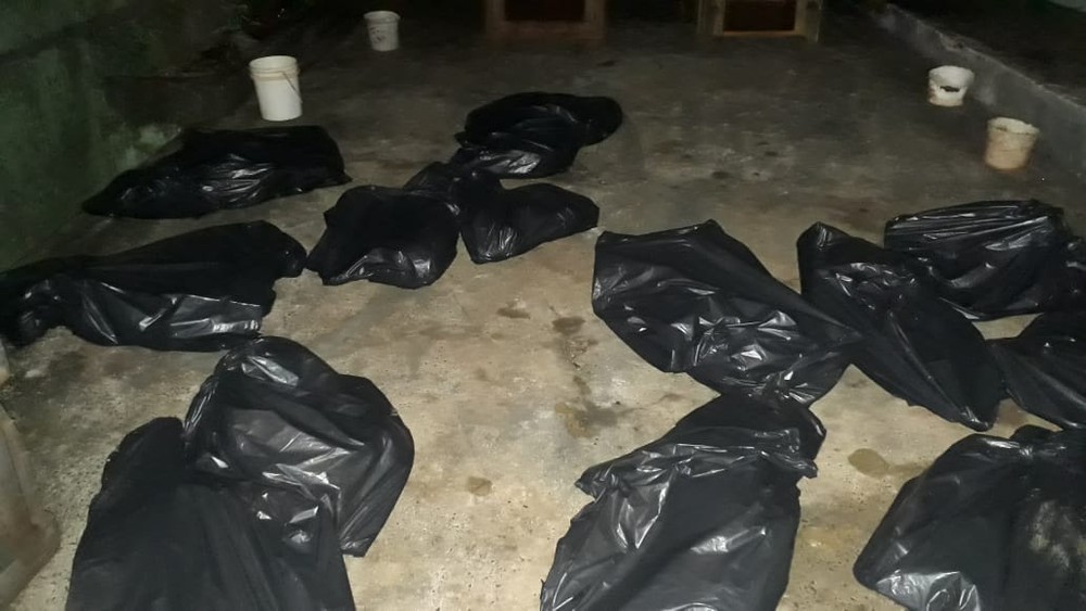 Vinte cinco cachorros são encontrados mortos em casa 