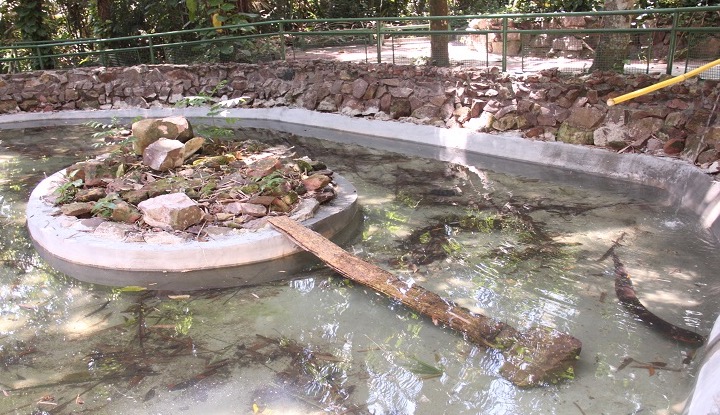 Bosque da Ciência do Inpa retoma atividades de visitação