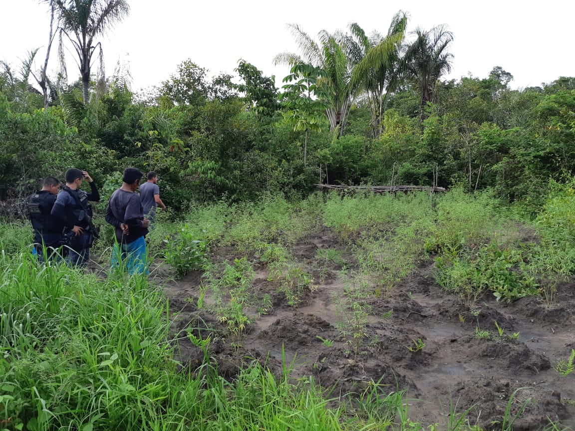 Polícia prende três e apreende cerca de 300 pés de maconha no Amazonas 