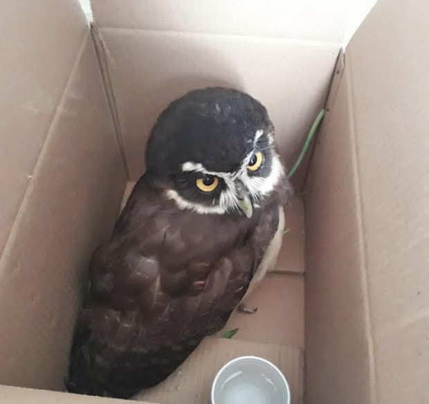 Instituto no Amazonas resgata mais de 600 animais silvestres em 2019 