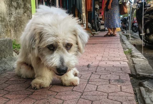 Janeiro Branco: Cães e gatos podem sofrer com depressão