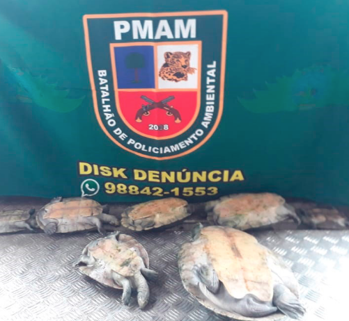 Após denúncias, sete quelônios são apreendidos em Manaus