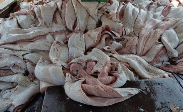 Pirarucu é primeiro animal a entrar em política de preços mínimos