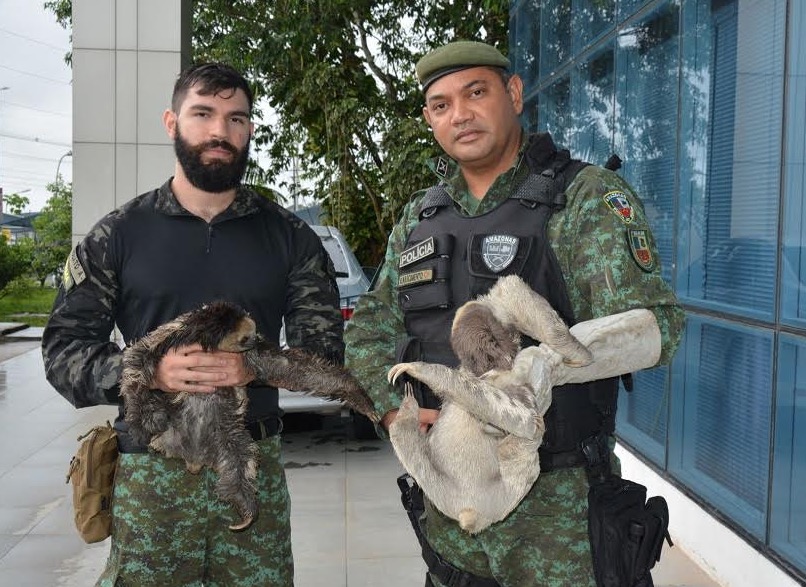 Resgate de animais silvestres de cativeiros triplicou no Amazonas 