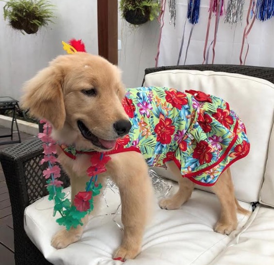 Em Manaus, Carnaval Pet terá bate papo animal e desfile com entrada gratuita