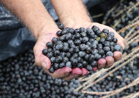 Crédito disponibilizado pelo Idam atinge R$ 9,8 milhões no Amazonas