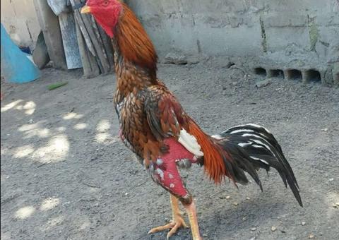 Homem morre atacado por seu galo a caminho de rinha