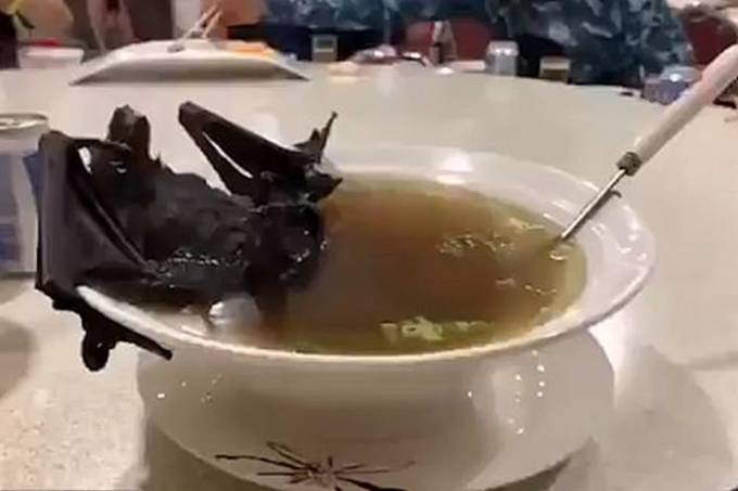 Coronavírus pode ter sido transmitido por sopa de morcego e carne de cobra