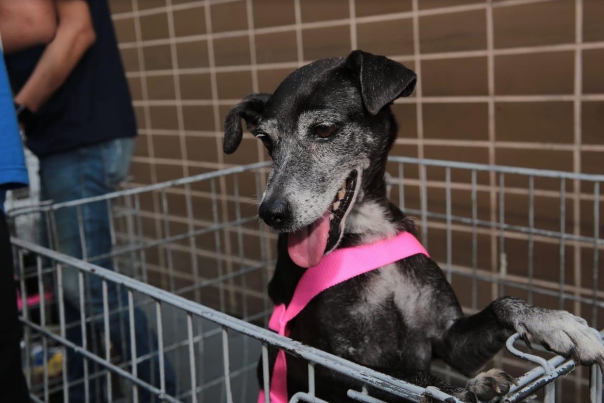 Lei formaliza adoção de animais em estabelecimentos comerciais no Amazonas