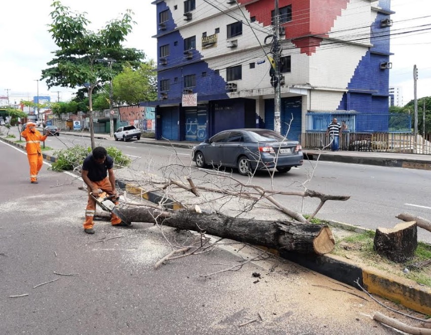Árvores mortas são removidas para substituição em Manaus