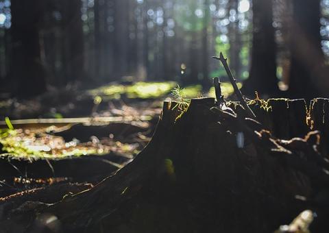 Degradação, e não desmatamento, retira carbono de áreas protegidas na Amazônia