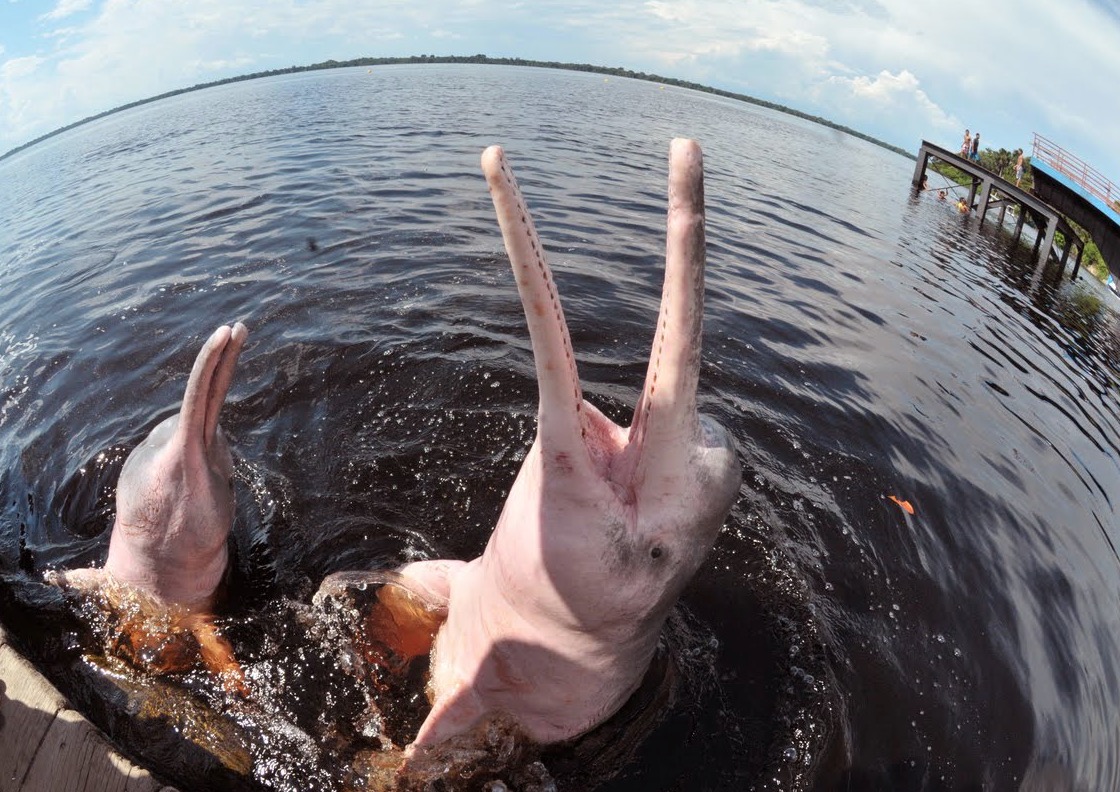 Expedição busca estimar população de botos cor-de-rosa e tucuxi no rio Amazonas