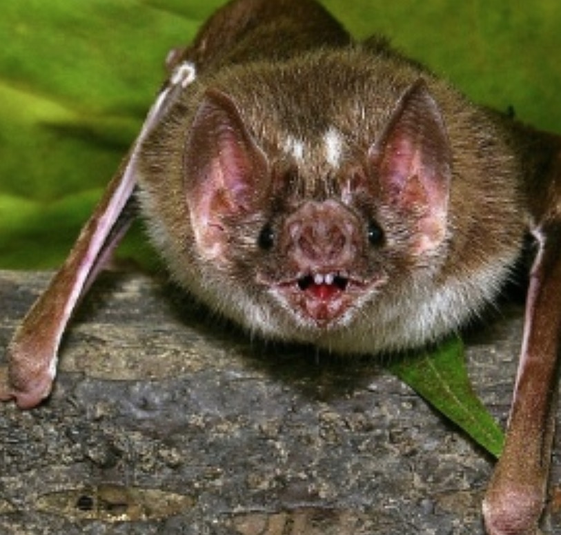 Morcegos no Brasil têm coronavírus diferente do que surgiu na China, diz pesquisador 