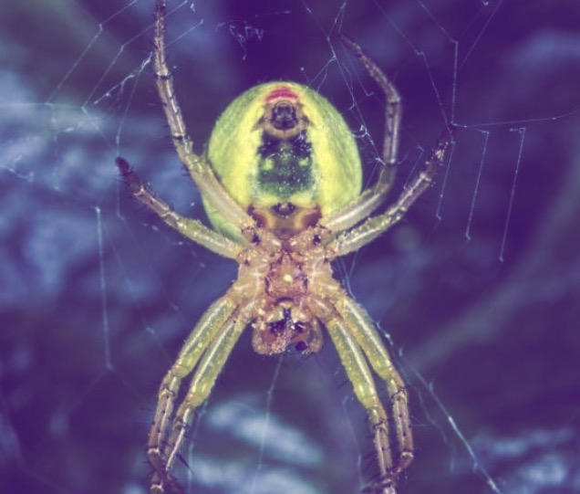 Pesquisadores descobrem aranha tecelã e a batizam de 'Lady Gaga'