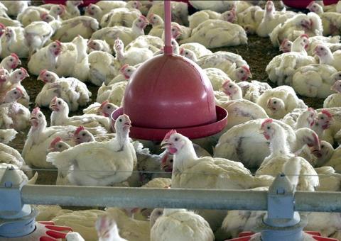 Após Coronavírus, China reporta surto de gripe aviária