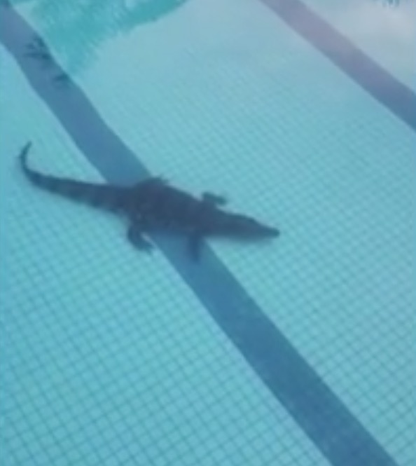 Jacaré é resgatado após 'invadir' piscina de condomínio em Manaus 