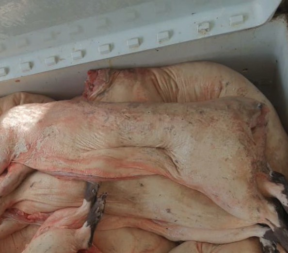 Dupla é presa comercializando carne de roedor do Amazonas