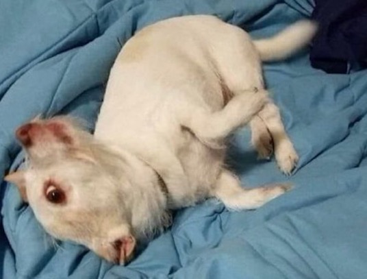 Que animal é? Foto com ilusão de ótica viraliza nas redes sociais