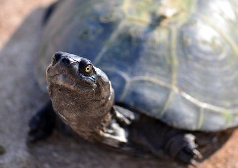 Tartaruga gigante de até 2,4 metros nadava na Amazônia há 10 milhões de anos